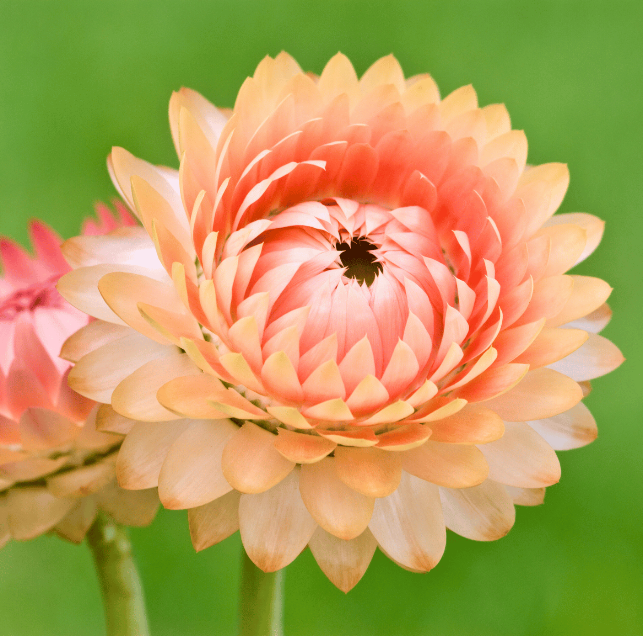 Apricot Peach Strawflower Flower Seeds – 25 Pieces