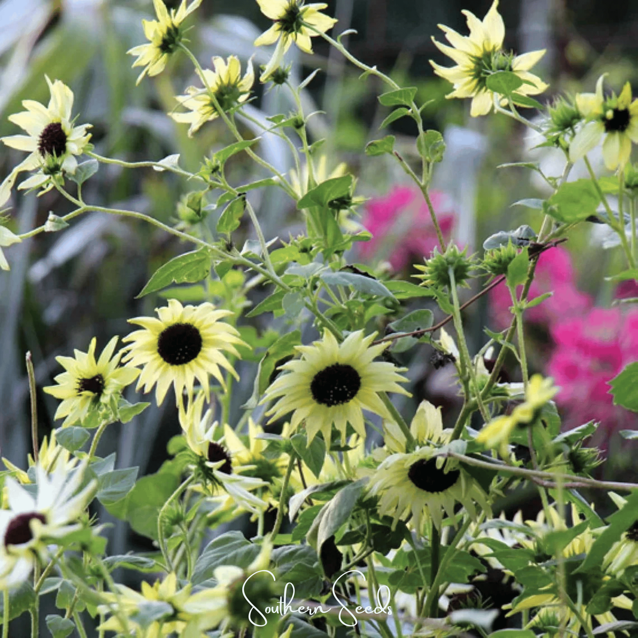 Italian White Sunflower Seeds Pack of 25 Pieces