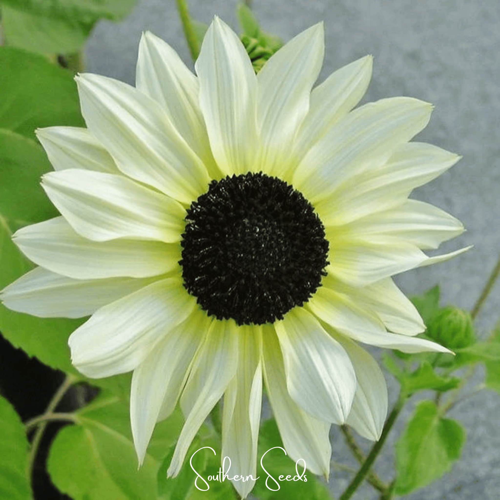 Italian White Sunflower Seeds Pack of 25 Pieces
