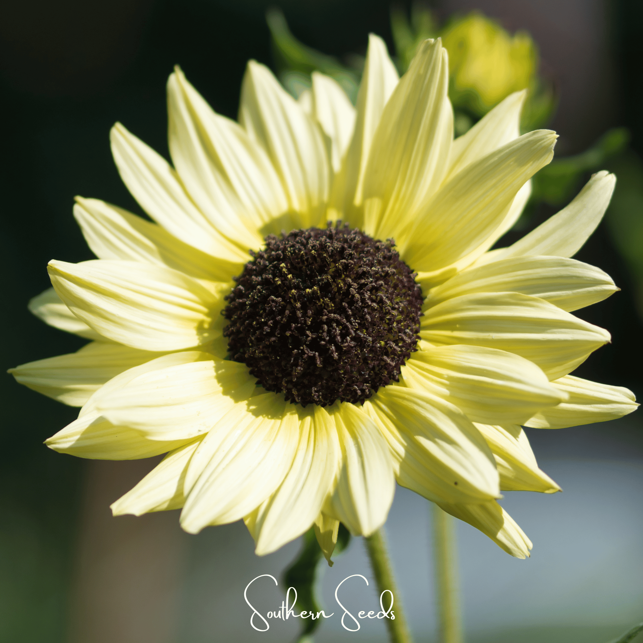 Italian White Sunflower Seeds Pack of 25 Pieces