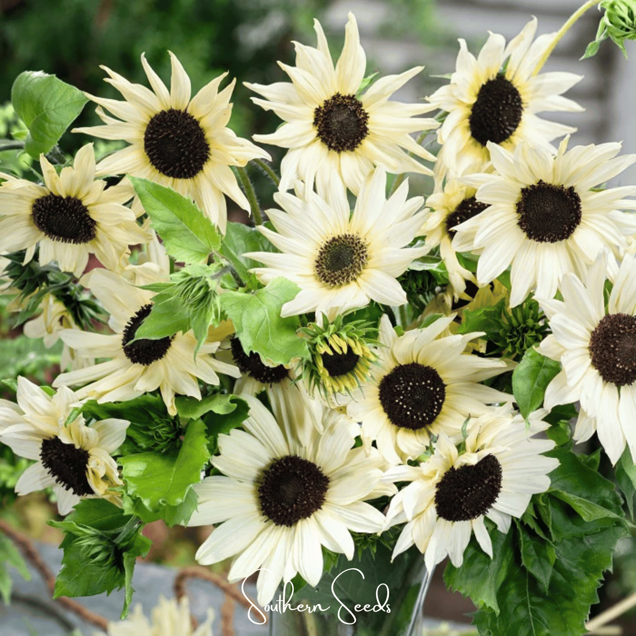 Italian White Sunflower Seeds Pack of 25 Pieces