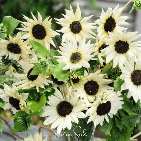 Italian White Sunflower Seeds Pack of 25 Pieces