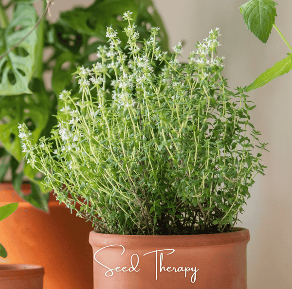 German Winter Thyme 200 Seeds Herb Garden Planting Pack Heirloom