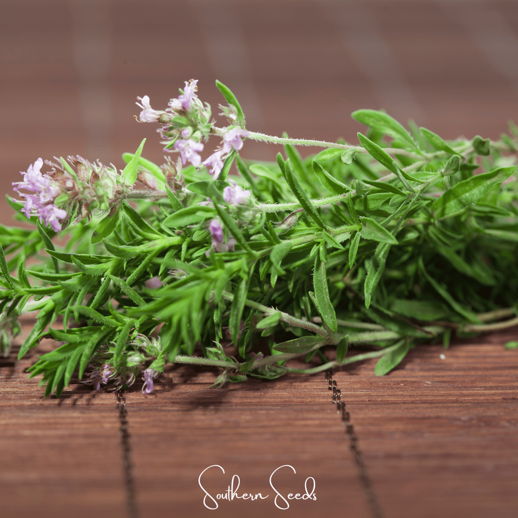 German Winter Thyme 200 Seeds Herb Garden Planting Pack Heirloom