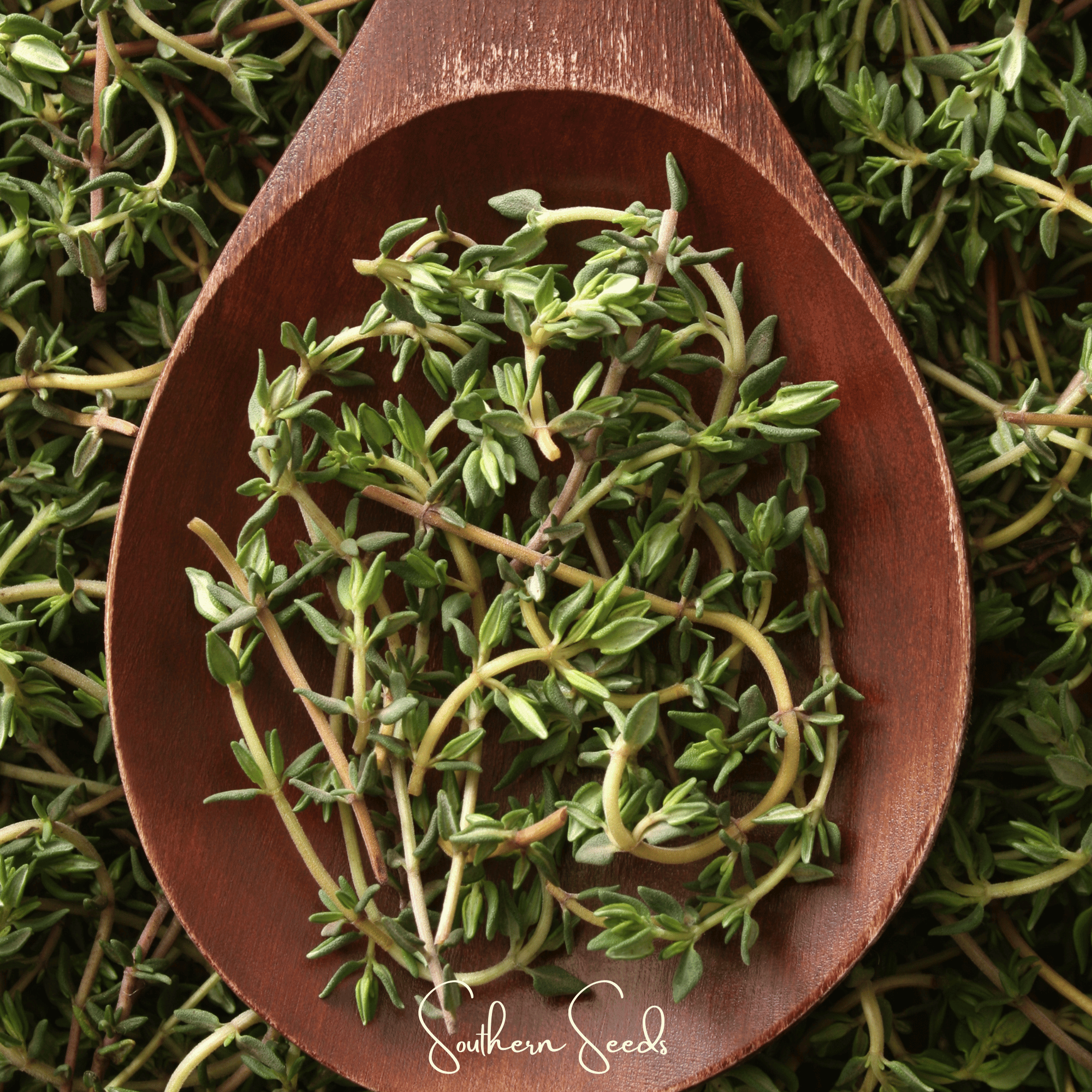 German Winter Thyme 200 Seeds Herb Garden Planting Pack Heirloom