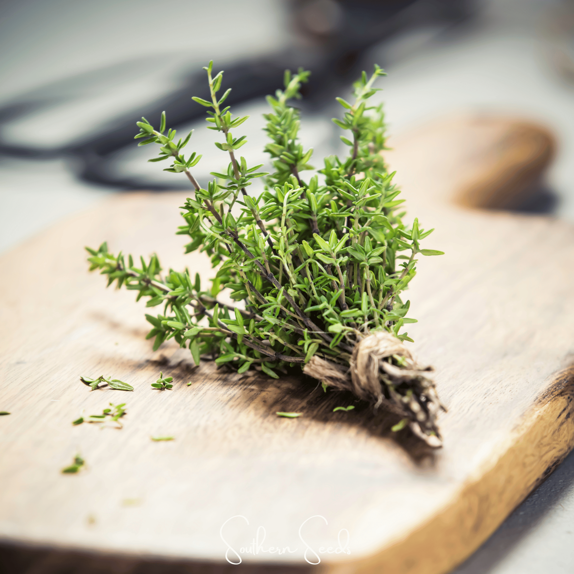 German Winter Thyme 200 Seeds Herb Garden Planting Pack Heirloom