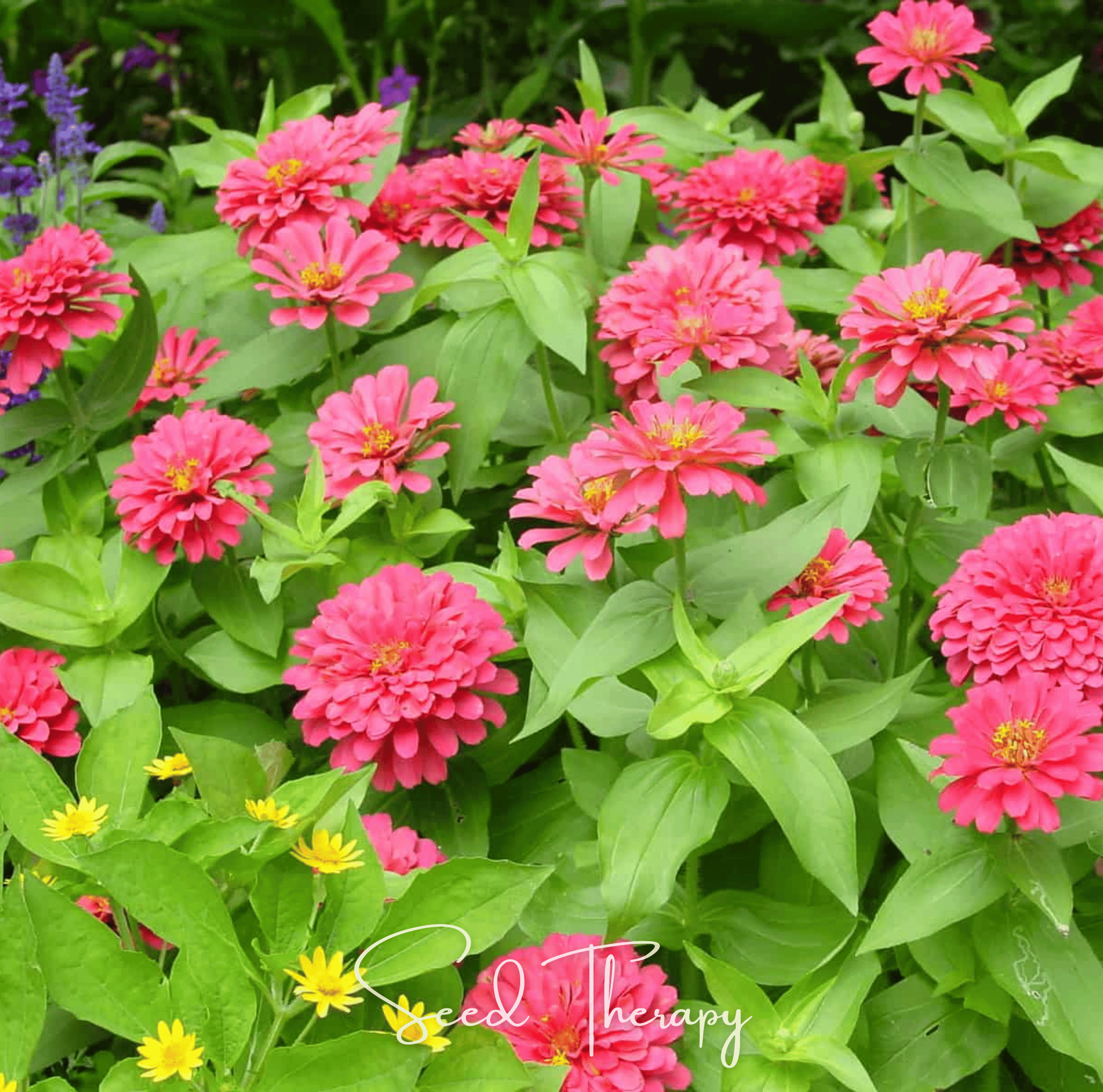 Coral Zinnia 100 Seeds Colorful Flower Garden Planting Pack Heirloom
