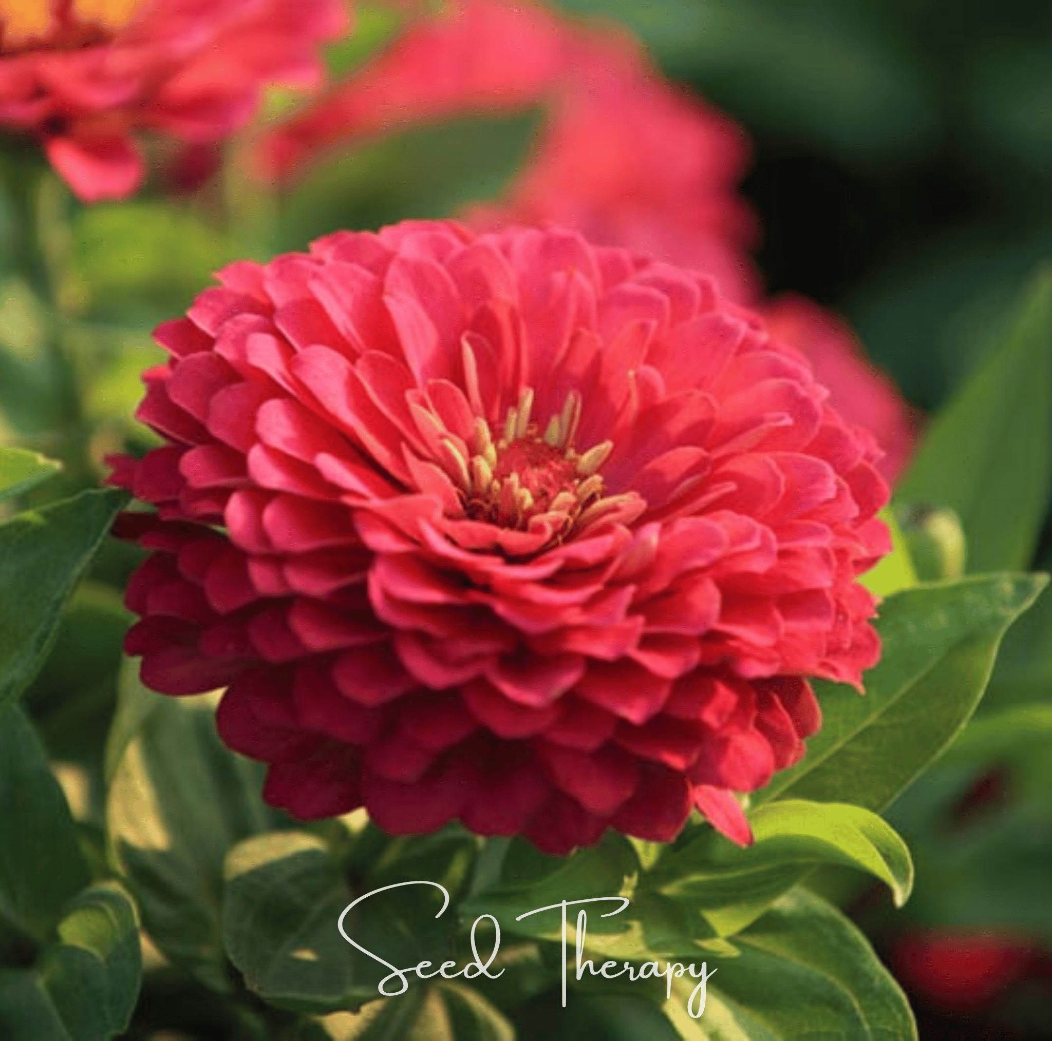 Coral Zinnia 100 Seeds Colorful Flower Garden Planting Pack Heirloom