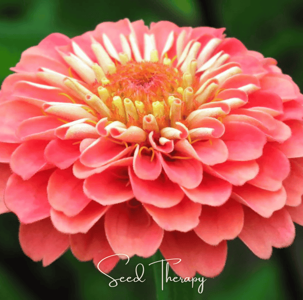 Coral Zinnia 100 Seeds Colorful Flower Garden Planting Pack Heirloom