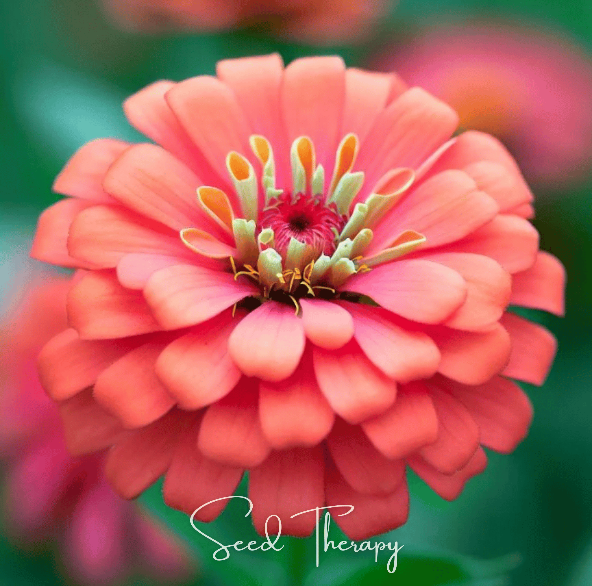 Coral Zinnia 100 Seeds Colorful Flower Garden Planting Pack Heirloom